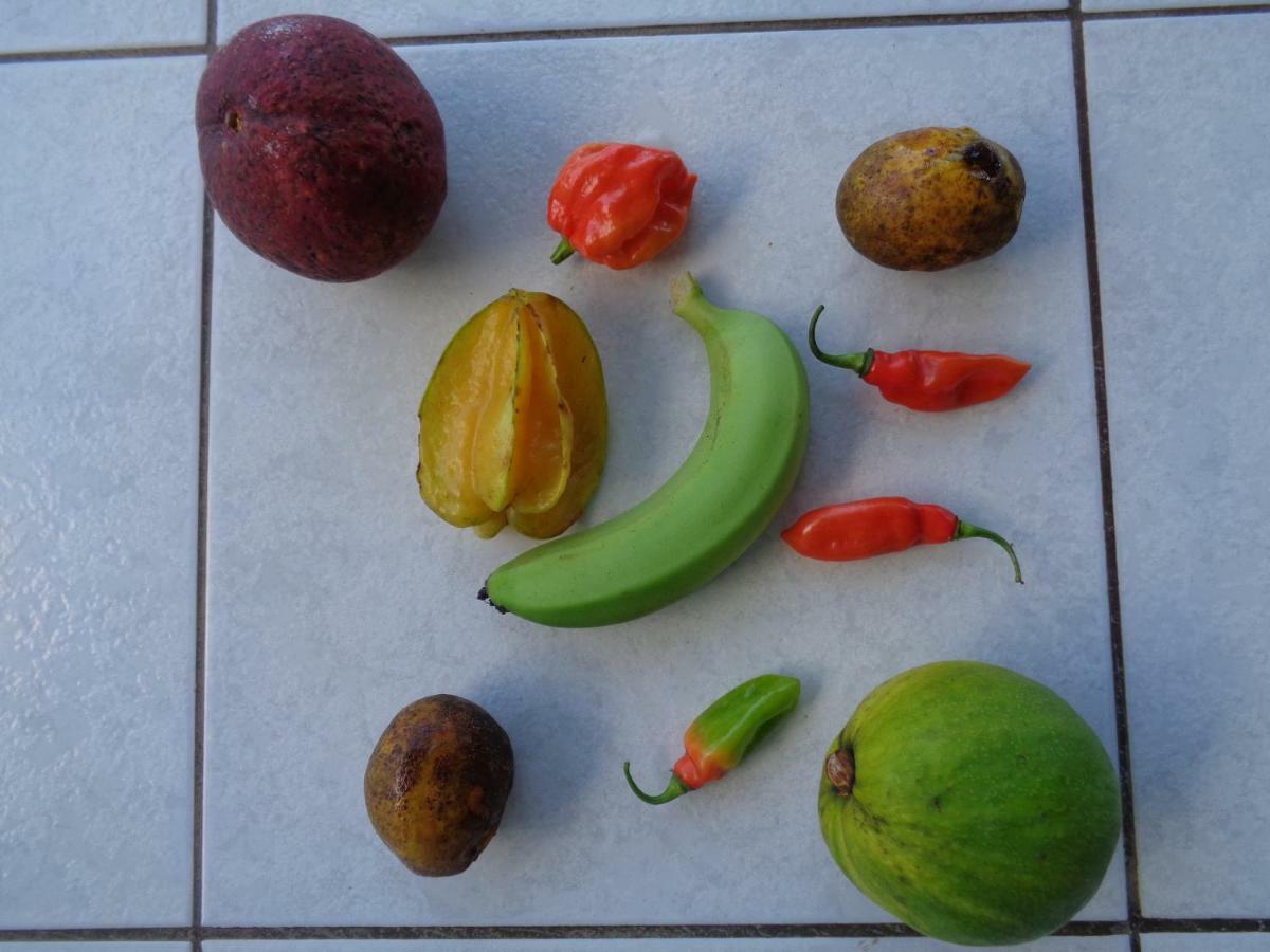 Jardin Bananier Apartment Deshaies Ngoại thất bức ảnh